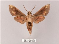 蒙古白肩天蛾藏品圖，第2張