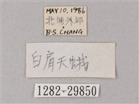 蒙古白肩天蛾藏品圖，第3張