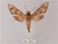 雙斑白肩天蛾藏品圖，第1張