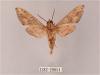 雙斑白肩天蛾藏品圖，第2張