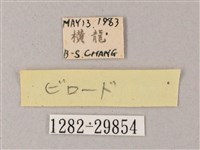 雙斑白肩天蛾藏品圖，第3張