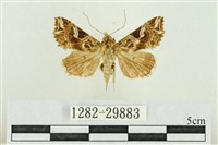 弧角散紋夜蛾藏品圖，第1張