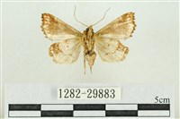 弧角散紋夜蛾藏品圖，第2張