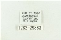 弧角散紋夜蛾藏品圖，第3張