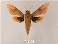 藏斜紋天蛾藏品圖，第1張