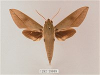 藏斜紋天蛾藏品圖，第1張