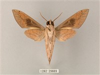 藏斜紋天蛾藏品圖，第2張