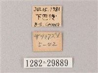 藏斜紋天蛾藏品圖，第3張