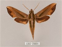 斜綠天蛾藏品圖，第1張