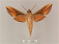 斜綠天蛾藏品圖，第2張