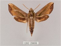 斜綠天蛾藏品圖，第1張