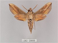 斜綠天蛾藏品圖，第2張