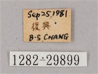 斜綠天蛾藏品圖，第3張