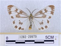 粉蝶燈蛾藏品圖，第1張