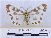 粉蝶燈蛾藏品圖，第2張