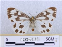 粉蝶燈蛾藏品圖，第2張