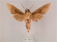 背帶斜紋天蛾藏品圖，第2張