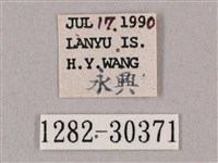 背帶斜紋天蛾藏品圖，第3張