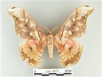 大綠目天蠶蛾藏品圖，第1張