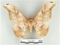 大綠目天蠶蛾藏品圖，第2張