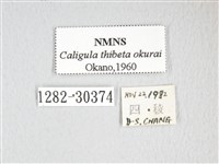 大綠目天蠶蛾藏品圖，第3張