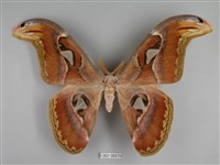 皇蛾藏品圖，第1張