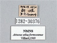 皇蛾藏品圖，第3張