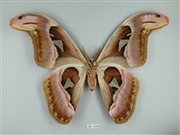 皇蛾藏品圖，第2張