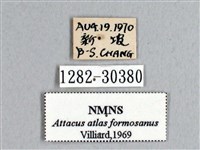 皇蛾藏品圖，第3張