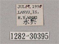 背帶斜紋天蛾藏品圖，第3張