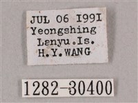 背帶斜紋天蛾藏品圖，第3張