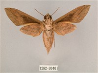 背帶斜紋天蛾藏品圖，第2張