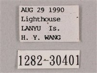 背帶斜紋天蛾藏品圖，第3張