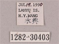 背帶斜紋天蛾藏品圖，第3張