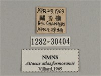 皇蛾藏品圖，第3張