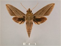 背帶斜紋天蛾藏品圖，第1張