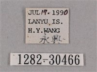 背帶斜紋天蛾藏品圖，第3張