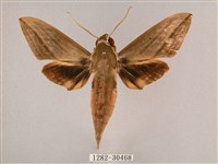 背帶斜紋天蛾藏品圖，第1張