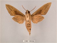 背帶斜紋天蛾藏品圖，第2張