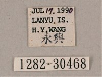 背帶斜紋天蛾藏品圖，第3張