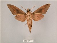 直翅斜紋天蛾藏品圖，第2張