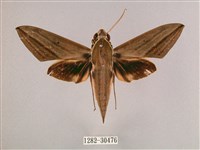 背帶斜紋天蛾藏品圖，第1張