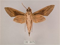 背帶斜紋天蛾藏品圖，第2張