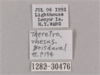 背帶斜紋天蛾藏品圖，第3張