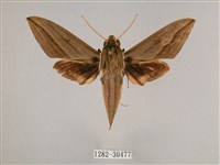 背帶斜紋天蛾藏品圖，第1張