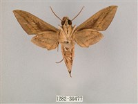 背帶斜紋天蛾藏品圖，第2張