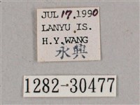 背帶斜紋天蛾藏品圖，第3張