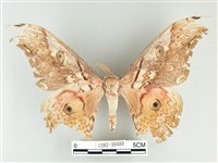 大綠目天蠶蛾藏品圖，第1張