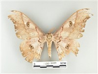 大綠目天蠶蛾藏品圖，第2張