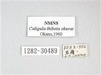 大綠目天蠶蛾藏品圖，第3張